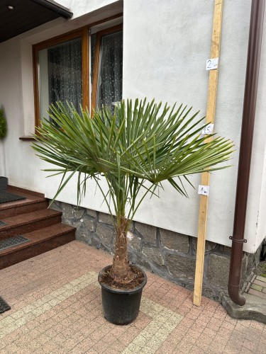Trachycarpus-Fortunei-120-140-cm.jpeg