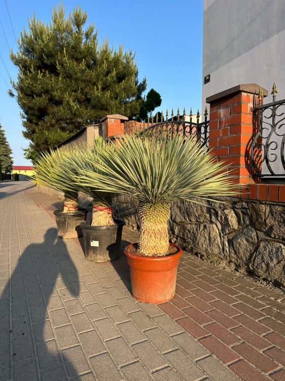 Yucca-Rostrata-120-140-cm.jpeg