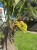 Trachycarpus-Fortunei-230-280-cm-Kraj-Hiszpania.jpeg