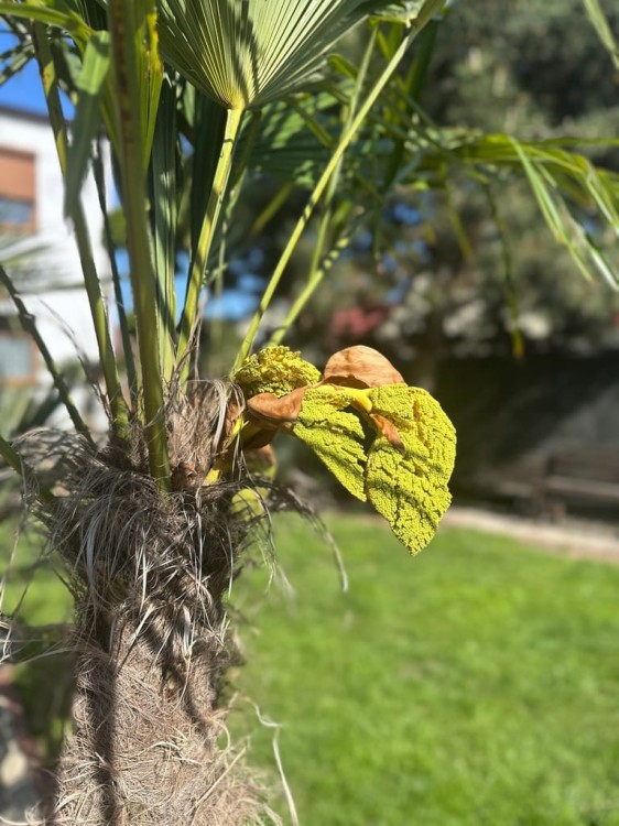 Trachycarpus-Fortunei-230-280-cm-Kraj-Hiszpania.jpeg