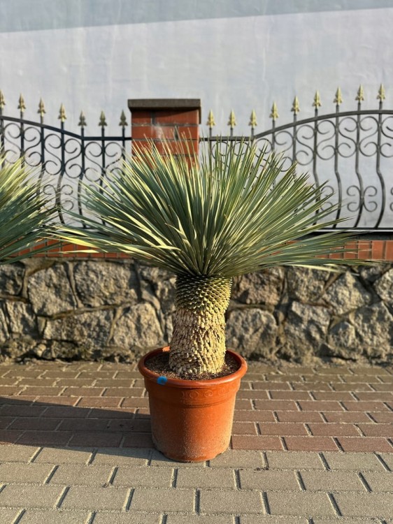 Yucca-Rostrata-120-140-cm-Marka-bez-marki.jpeg