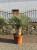 Yucca-Rostrata-120-140-cm-Marka-bez-marki.jpeg