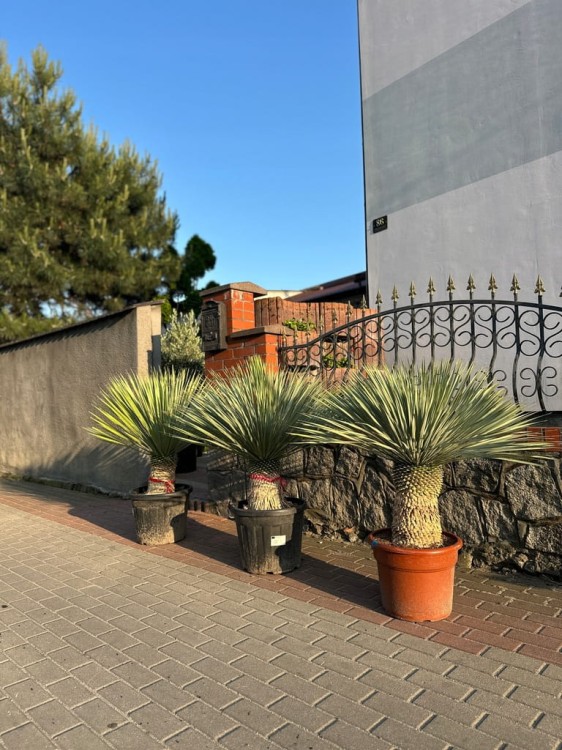 Yucca-Rostrata-120-140-cm-Waga-30000-g.jpeg