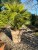 Chamaerops humilis – die Zwergpalme mit Power!.jpeg