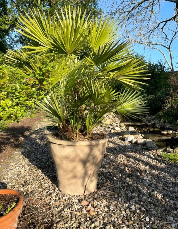 Chamaerops humilis – die Zwergpalme mit Power!.jpeg