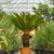 Cycas-revoluta.webp