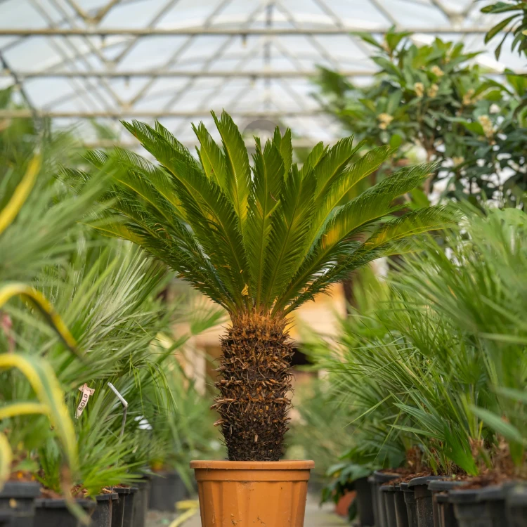 Cycas-revoluta.webp